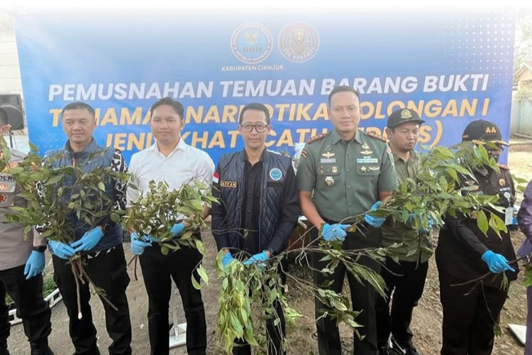 BNN Cianjur Musnahkan Khat dari Lereng Gunung Gede, Tanaman Narkotika Mirip 'Teh Arab'
