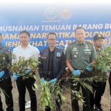 BNN Cianjur Musnahkan Khat dari Lereng Gunung Gede, Tanaman Narkotika Mirip 'Teh Arab'