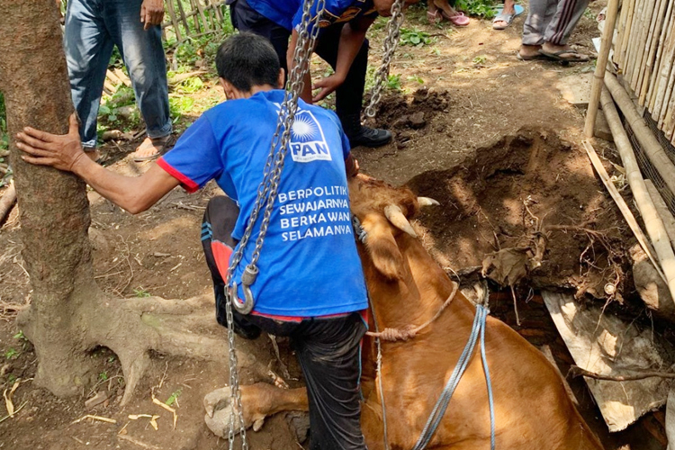 Sapi Limosin 1 Ton di Bondowoso Jatuh ke Septic Tank, Berhasil Dievakuasi Damkar