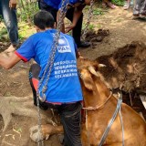 Sapi Limosin 1 Ton di Bondowoso Jatuh ke Septic Tank, Berhasil Dievakuasi Damkar