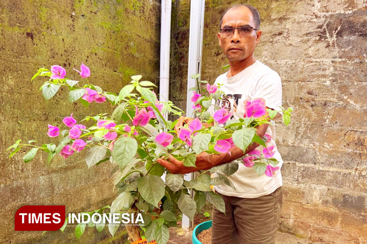 Kisah Sukses Bang Daniel di Purworejo, Raup Omzet Jutaan dari Budidaya Bougenville