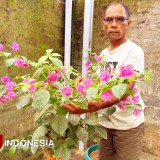 Kisah Sukses Bang Daniel di Purworejo, Raup Omzet Jutaan dari Budidaya Bougenville