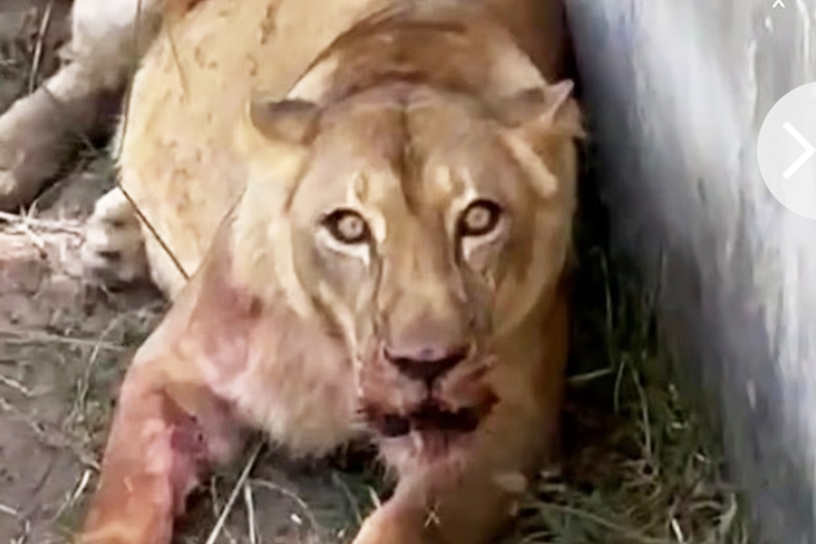 Seorang Pemuda Brasil Diterkam Singa Kebun Binatang Hingga Tewas