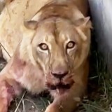 Seorang Pemuda Brasil Diterkam Singa Kebun Binatang Hingga Tewas