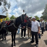 Meriahnya Kontes Andong Jogja 2025: 30 Kuda Berlaga Demi Tradisi, Pariwisata dan Budaya
