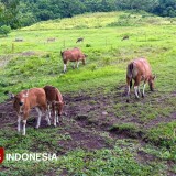 Menjaga Banteng Jawa Penjaga Rimba dari Ambang Kepunahan di Cagar Alam Pangandaran