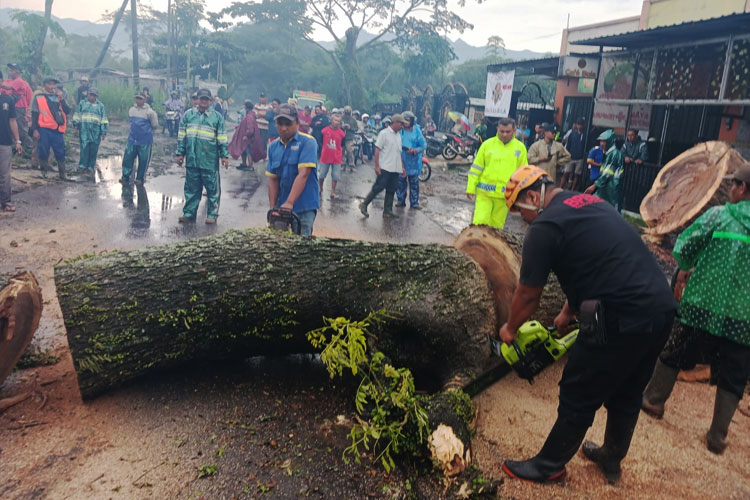Pohon-Saman-besar-tumbang-akibat-angin-kencang-b.jpg