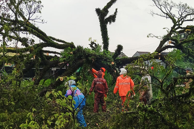 Pohon Saman Setinggi 15 Meter di Jabung Malang Tumbang