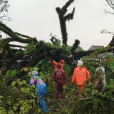 Pohon Saman Setinggi 15 Meter di Jabung Malang Tumbang, Ganggu Jaringan Listrik dan Internet