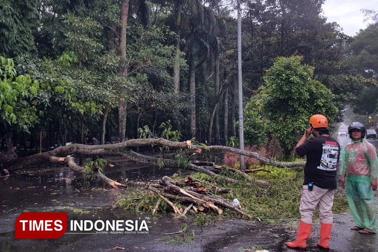 Diterpa Angin Kencang, Pohon Besar di Kota Malang Ambruk dan Tutup Akses Jalan