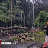 Diterpa Angin Kencang, Pohon Besar di Velodrome Kota Malang Ambruk dan Tutup Akses Jalan
