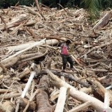 Kemenhut dan Polri Bentuk Tim Investigasi Asal Kayu Terseret Banjir di Sumatera