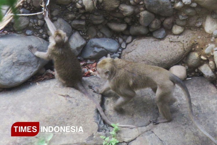 Kera Ekor Panjang Serbu Ladang di Pacitan: Konflik Satwa-Manusia Meluas, Petani Terancam Gagal Panen