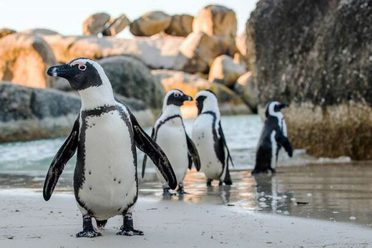 Sarden Habis Diburu, Picu 95% Penguin Afrika Kelaparan