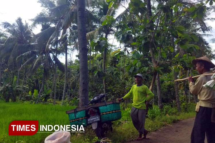 Hama Dilindungi Negara, Warga Widoro Pacitan Bingung Hadapi Serbuan Monyet Ekor Panjang