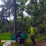 Hama Dilindungi Negara, Warga Widoro Pacitan Bingung Hadapi Serbuan Monyet Ekor Panjang