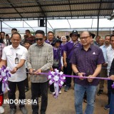 Polbangtan Malang Hadirkan Edukasi Budidaya Anggur untuk Masyarakat