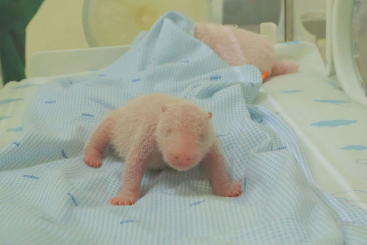 Taman Safari Berhasil Kawinkan Panda Raksasa