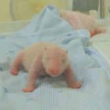 Taman Safari Berhasil Kawinkan Panda Raksasa