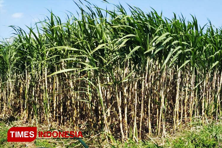 Panen Raya Tebu 2025, MKSO Kebun Kalitelepak Banyuwangi Tembus 4,5 Juta Kuintal