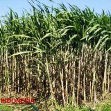 Panen Raya Tebu 2025, MKSO Kebun Kalitelepak Banyuwangi Tembus 4,5 Juta Kuintal