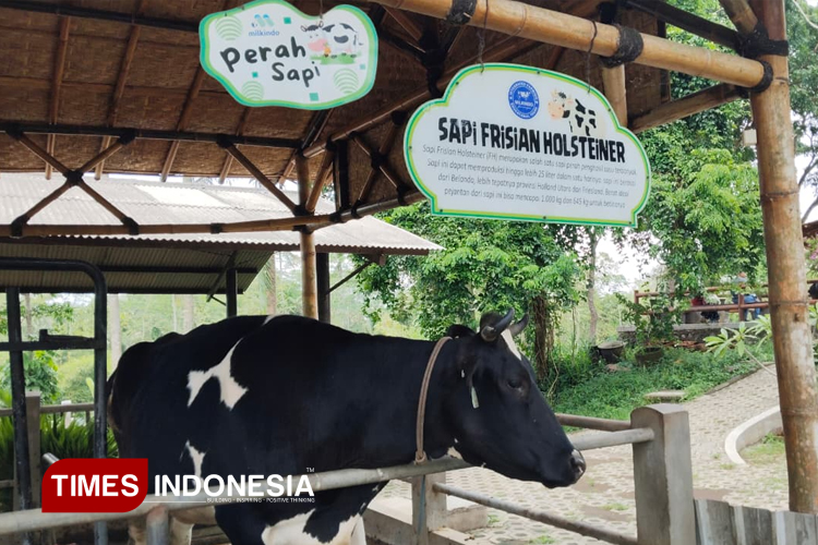 A Day With Dairy Cows: Family Adventure at Milkindo Green Farm