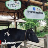 Milkindo Malang: Freshness from Farm to Table