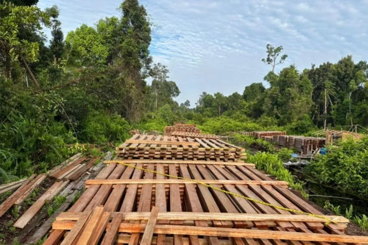Polisi Ungkap Tumpukan Kayu Ilegal 300 Kubik di Pedalaman Riau