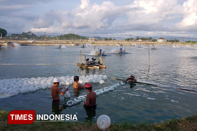 Ekspor Udang Banyuwangi ke Amerika Mandek 90 Persen Akibat Isu Radioaktif