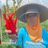 Stok Melimpah, Ini Penyebab Harga Cabai di Banyuwangi Tetap Meroket