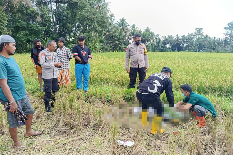 Lansia di Banyuwangi Ditemukan Meninggal di Persawahan dengan Kondisi Darah Keluar dari Telinga