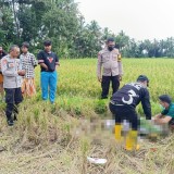 Lansia di Banyuwangi Ditemukan Meninggal di Persawahan dengan Kondisi Darah Keluar dari Telinga