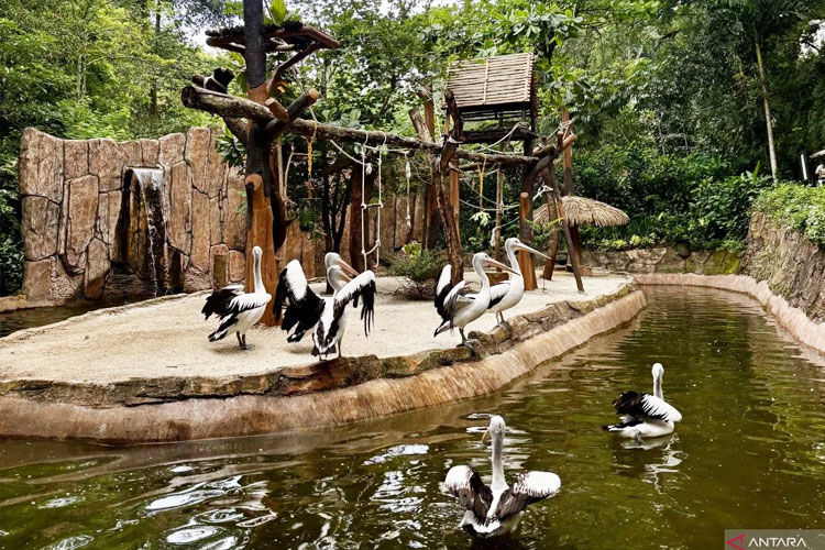 Kisruh Keuangan Bandung Zoo Terungkap, Dana Operasional Rp7,3 Miliar Tersedia Meski Sudah Tutup