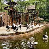 YMT Sebut Bandung Zoo Punya Dana Rp7,3 Miliar, Tak Perlu Galang Donasi Publik untuk Pakan Satwa