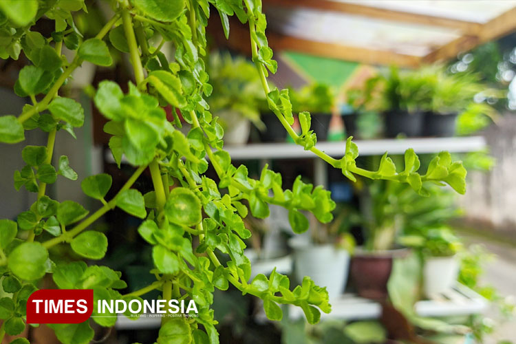 Khutbah Jumat Edisi 12 Desember 2025, Fikih Ekologis dan Kewajiban Muslim Jaga Alam