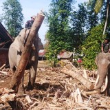 Kayu Hanyut Jadi Alat Bukti, Masyarakat Diminta Awasi & Laporkan Pihak yang Ambil Tanpa Izin