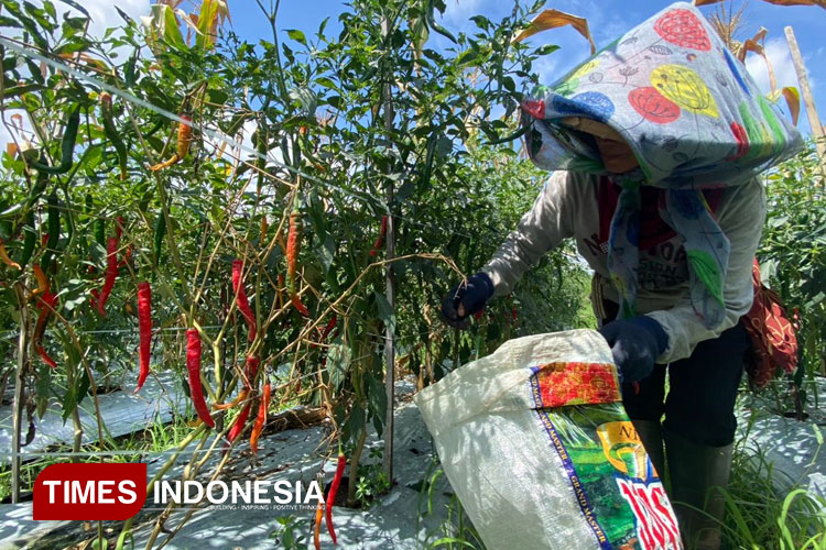 Banyuwangi Jadi Daerah Produktivitas Cabai Terbesar di Indonesia