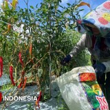 Banyuwangi Jadi Daerah Produktivitas Cabai Terbesar di Indonesia