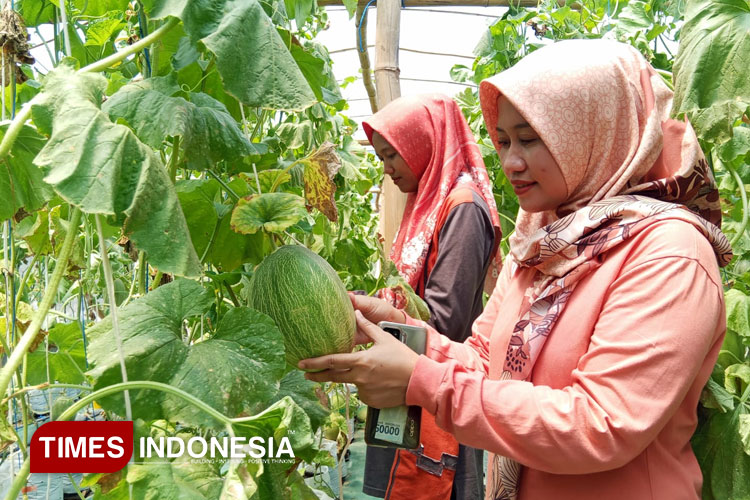 Melon Premium Jadi Komoditas Unggulan di Sukodono Gresik
