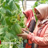 Melon Premium Komoditas Unggulan di Sukodono Gresik