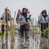 Kolaborasi Relawan dan Industri, Nestlé Mulai Gerakan Rehabilitasi Mangrove di Pesisir Jawa Timur