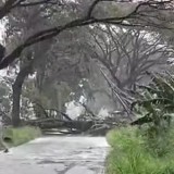 Angin Puting Beliung Sebabkan Pohon Tumbang di Cianjur, Jalan Utama Sempat Lumpuh