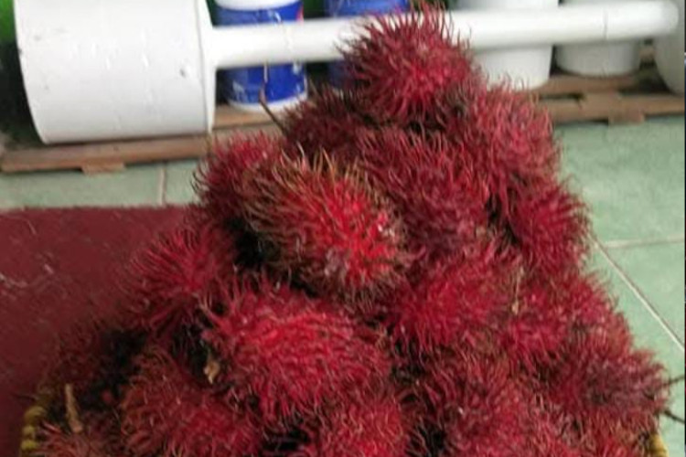 Manisnya Rambutan Sindanglaka Cianjur, Primadona Buah Lokal yang Dikejar Pembudidaya