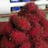 Manisnya Rambutan Sindanglaka Cianjur, Primadona Buah Lokal yang Dikejar Pembudidaya