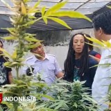 Polres Jombang Grebek Greenhouse Ganja di Rumah Kontrakan