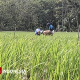 Luas Tanam Padi Capai 32 Ribu Hektare, Pertanian Masih Jadi Tulang Punggung Pacitan