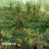 31 Ribu Tanaman Kopi PTPN I Regional V Ijen Bondowoso Kembali Ditebang OTK