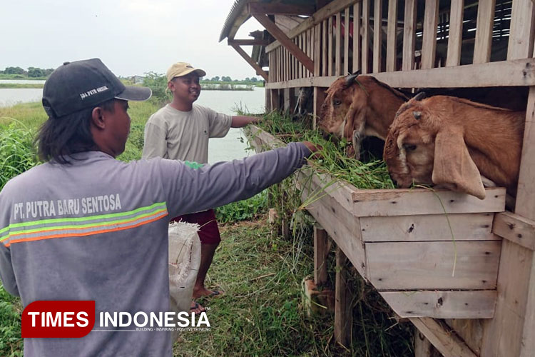 Libatkan Warga, Bumdes Kedanyang Gresik Kembangkan Usaha Peternakan