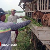 Bumdes Kedanyang Gresik Kembangkan Usaha Peternakan