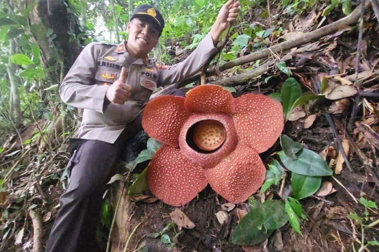 Rafflesia arnoldii Mekar Sempurna di Rejang Lebong, Wisatawan Diajak Menyaksikan